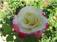 2c7b4ab9-Picture 829.jpg